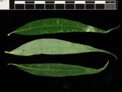 Salix ×pendulina f. salamonii. Upper and lower leaf surfaces.
 Image: D. Glenny © Landcare Research 2020 CC BY 4.0